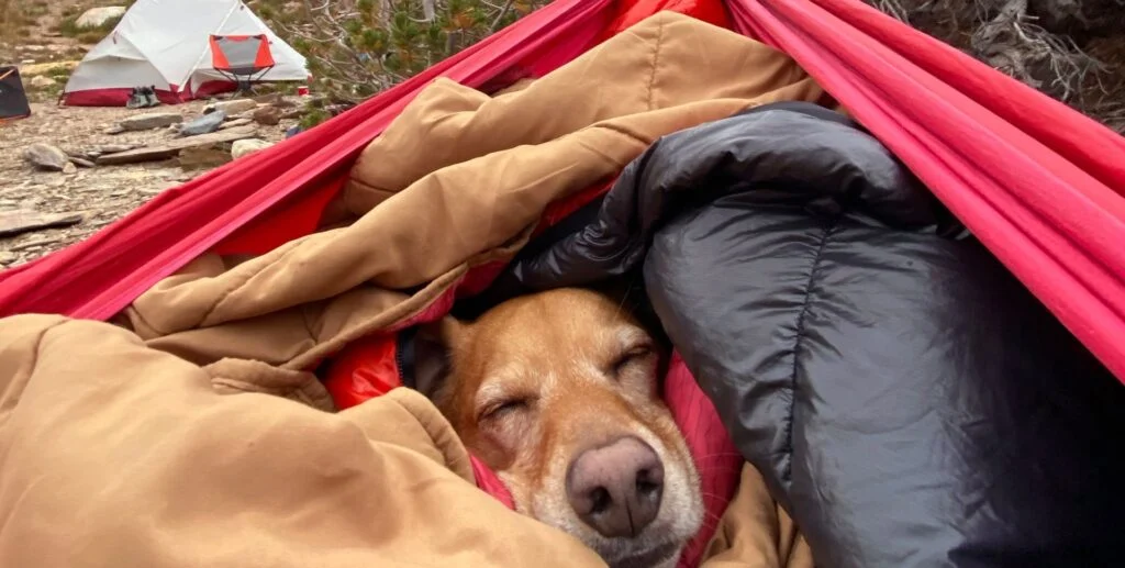 Best Tents For Camping With Dogs Best Tents For Camping With Dogs