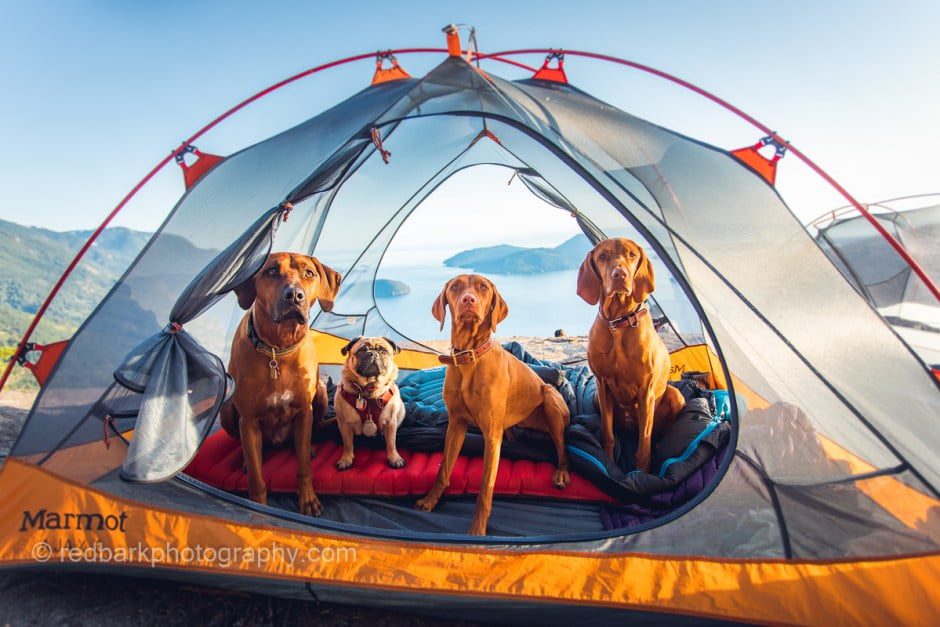 best-tents-for-camping-with-dogs-5